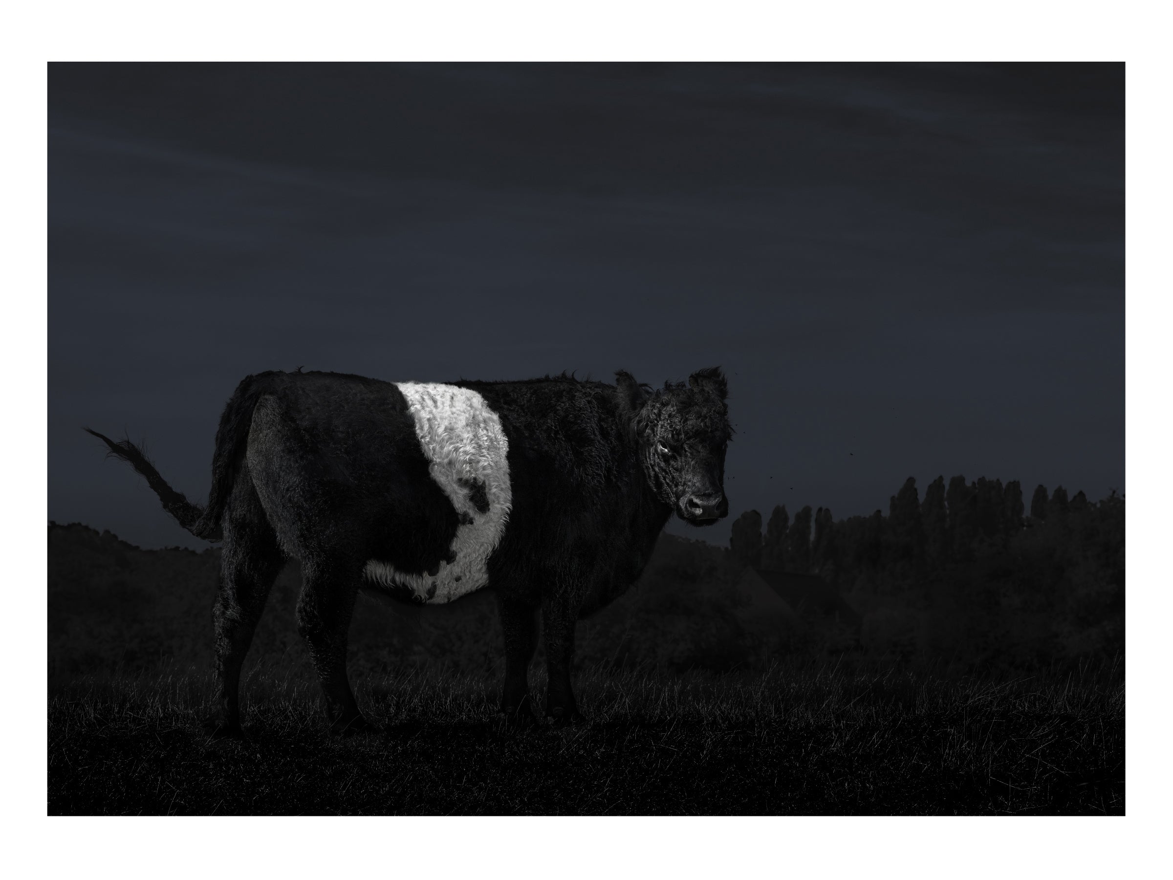 Screaming Cow (Last remaining Artists Proof)